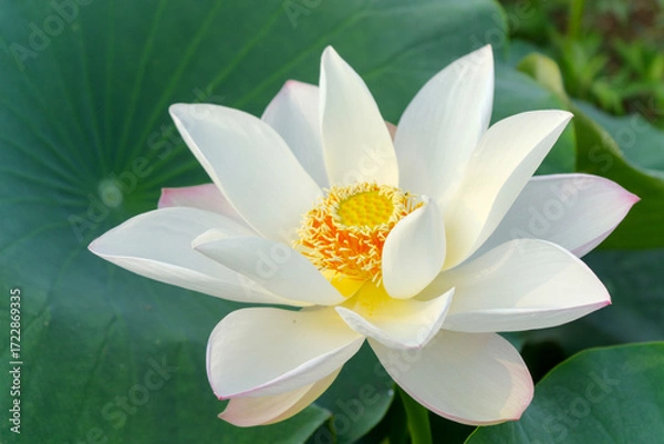 Obraz Close-up of a blooming white lotus in the pond, green background, top view