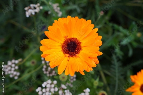 Fototapeta orange flower in autumn. vibrant garden flower in bloom.