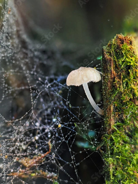 Fototapeta Fungal colonies growing wild on rotting tree trunks.