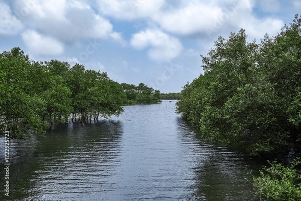 Fototapeta Tranquil Mangrove Forest with Serene Water Flowing Through Lush Greenery Under cloudy blue Sky.