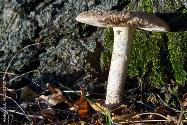 Fototapeta details of lamellar, inedible fungus among moss and fallen leaves in a forest during autumn