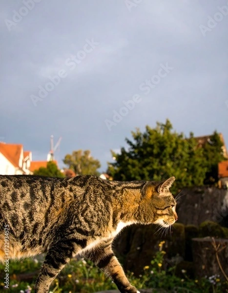 Obraz Tabby cat in a European town