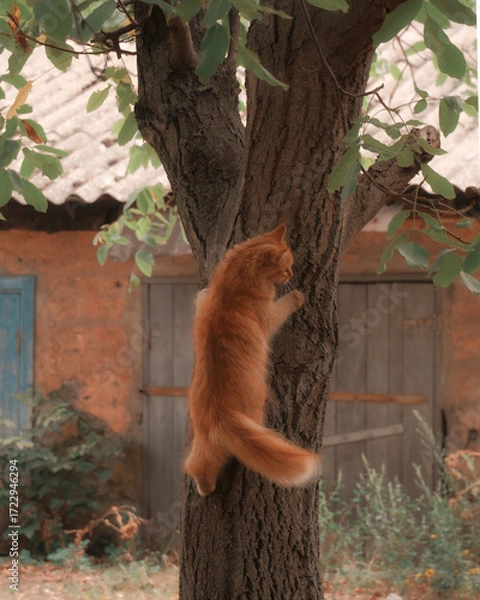 Fototapeta A close-up of a ginger cat climbing an old tree in the yard of a village house. The cat climbs the rough bark of the tree, exploring its surroundings.