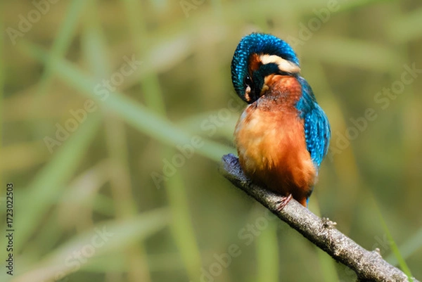 Obraz Kingfisher preening