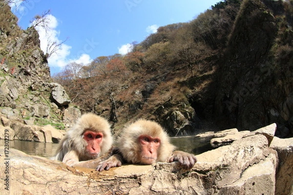 Fototapeta 温泉に入浴中のニホンザル（Snow Monkey）