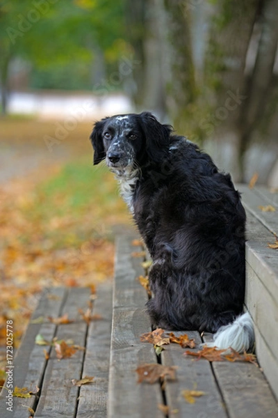 Fototapeta Spaniel dog on the background of an autumn landscape