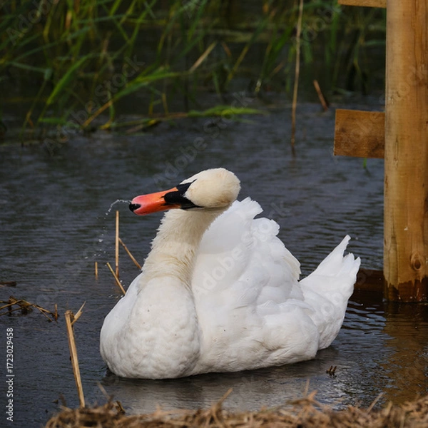 Obraz Swan Shaking Water off Beak