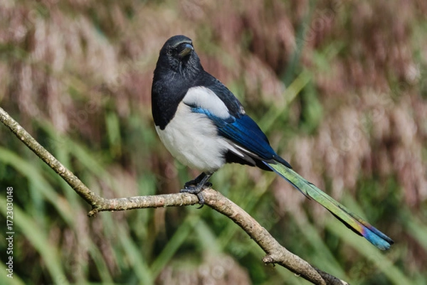 Obraz Magpie showing coloured tail