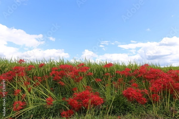 Fototapeta 大和路の秋景色