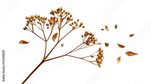 Fototapeta Whispers of Autumn: A delicate twig, adorned with clusters of dried flowers, scatters its fragile leaves, hinting at the transition, the gentle caress of autumn's breeze.