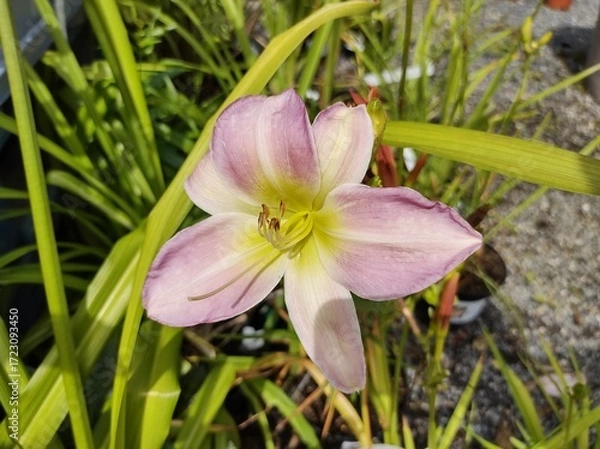 Obraz Hemerocallis 'Catherine Woodbery'
