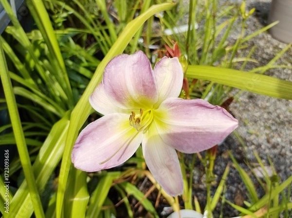 Obraz Hemerocallis 'Catherine Woodbery'