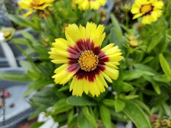 Obraz Coreopsis 'UpTick Yellow and Red'