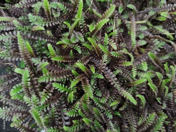 Obraz Leptinella squalida 'Platt's Black'