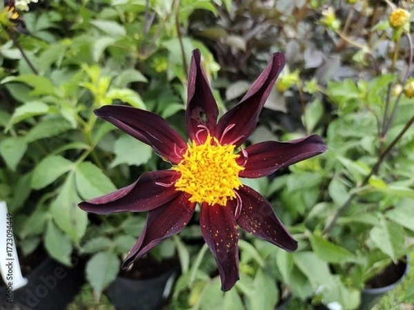 Obraz Dahlia 'Honka Black'