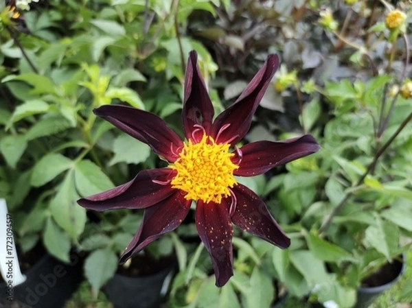 Obraz Dahlia 'Honka Black'