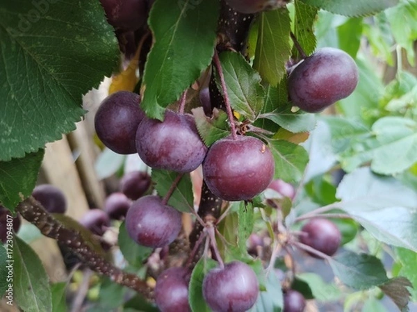 Obraz Malus 'Laura'