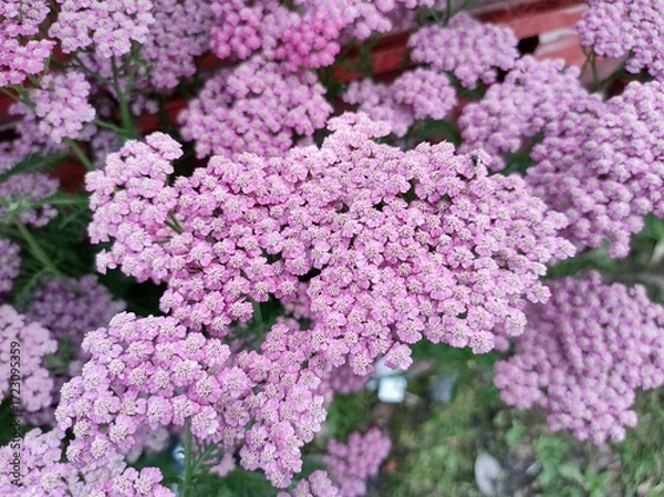Obraz Achillea 'Pink Grapefruit'