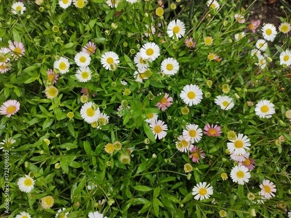 Obraz Erigeron karvinskianus