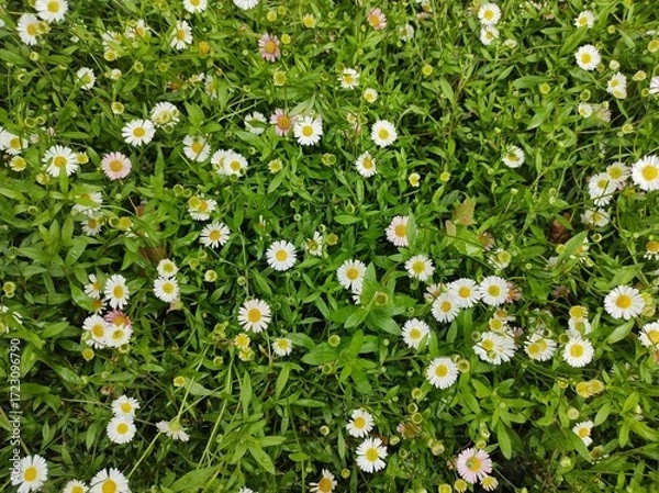 Obraz Erigeron karvinskianus