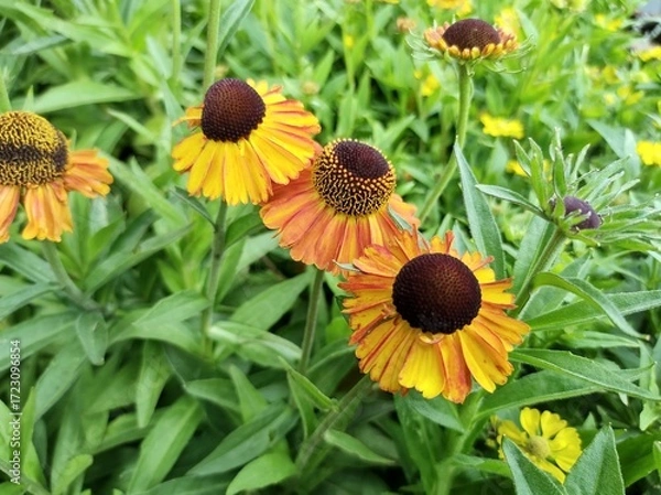 Obraz Helenium 'Mardi Gras'