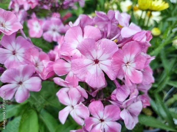 Obraz Phlox paniculata 'Pink Flame'