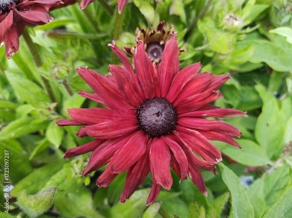 Obraz Rudbeckia 'Summerdaisy's Cherry'