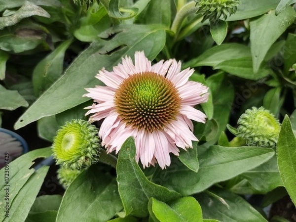 Obraz Echinacea 'SunSeekers Pink'