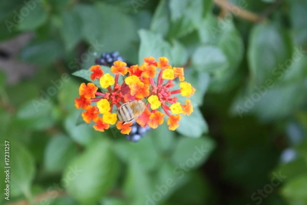 Obraz fiore con ape