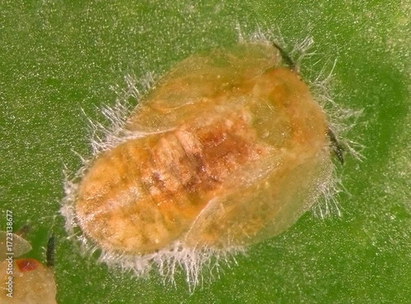 Obraz Asian citrus psyllid, Diaphorina citri (Hemiptera: Liviidae). Nymph on a citrus leaf