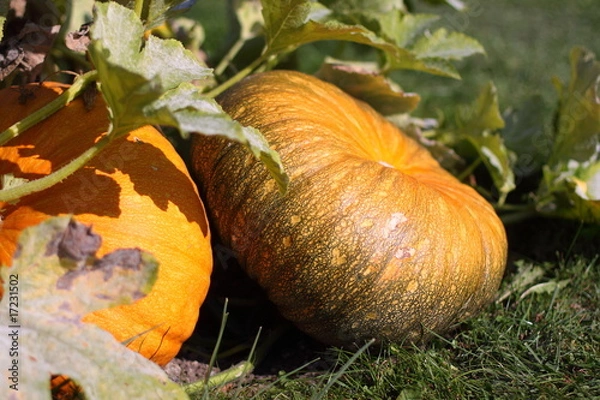 Fototapeta Ölkürbis