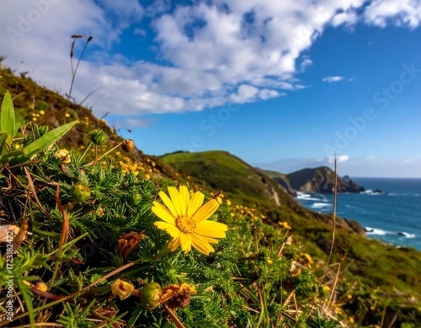 Obraz Close-up of yellow flower on coastal hillside