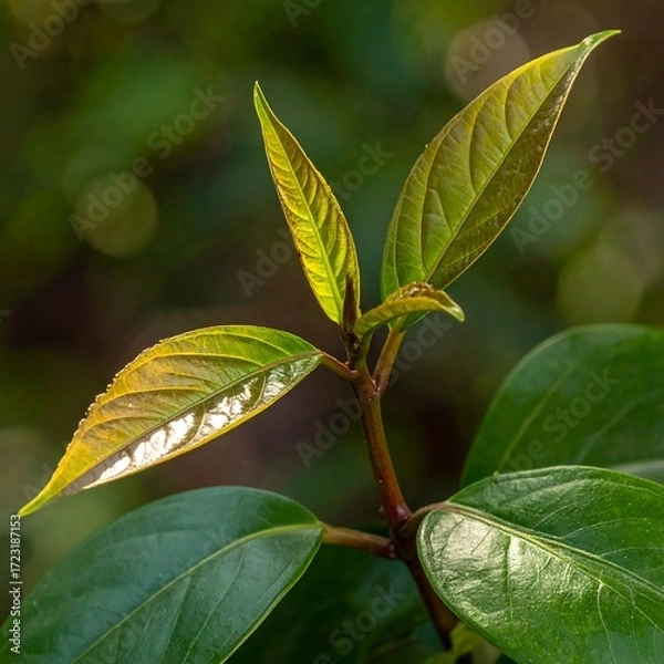 Obraz Close-up of young leaves on a plant stem