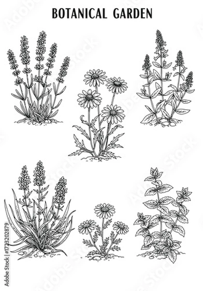 Fototapeta Vector art of botanical garden illustration featuring a variety of herbs and flowers in a vintage style, , perfect for design