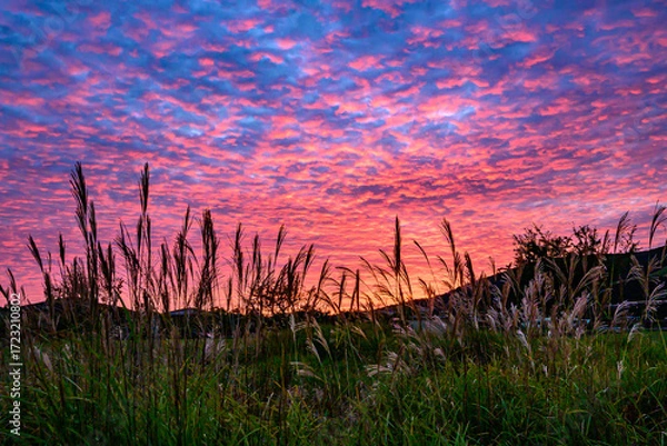 Obraz 山中湖から朝焼けとススキ
