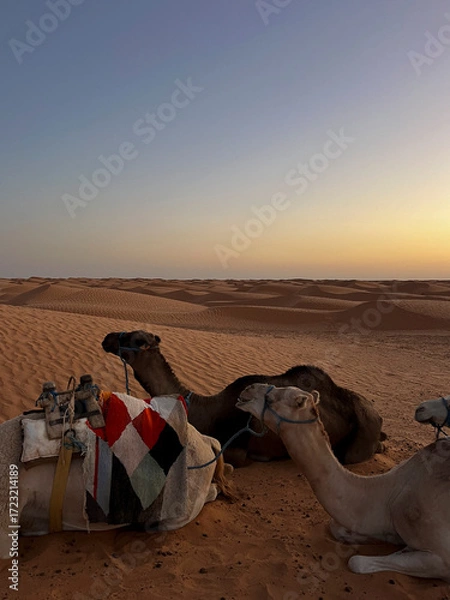 Fototapeta Two dromedaries are lying on the warm sand of Douz in Tunisia, enjoying a calm evening as the sun sets, casting a golden hue over the endless dunes.