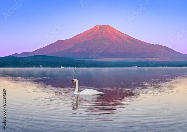 Obraz 山中湖から赤富士と白鳥