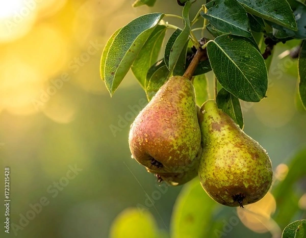 Fototapeta Pears on a branch bathed in sunlight