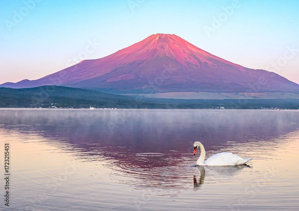 Obraz 山中湖から赤富士と白鳥