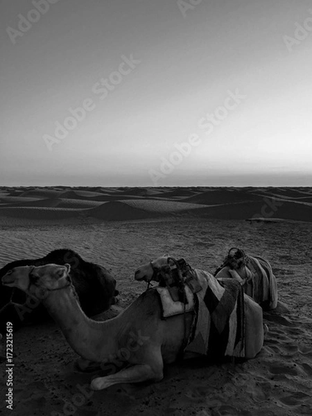 Fototapeta Two dromedaries are lying on the warm sand of Douz in Tunisia, enjoying a calm evening as the sun sets, casting a golden hue over the endless dunes.