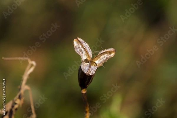 Obraz Iris Flower Pod Dry