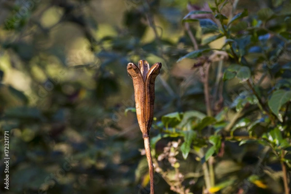 Obraz Iris Flower Pod Dry