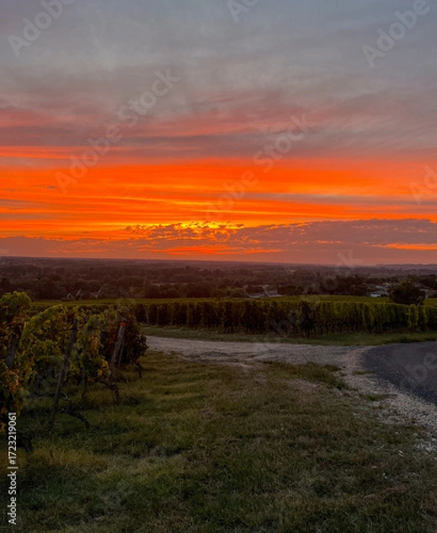 Fototapeta As the sun sets, the sky transforms into vibrant shades of orange and pink above the vineyard. Rows of grapevines stretch across the landscape, creating a serene scene.