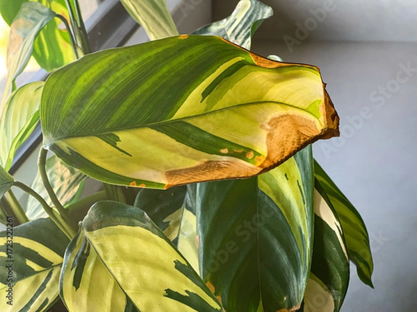 Fototapeta Close up of a potted ctenanthe plant with brown leaves disease, standing on a window sill 