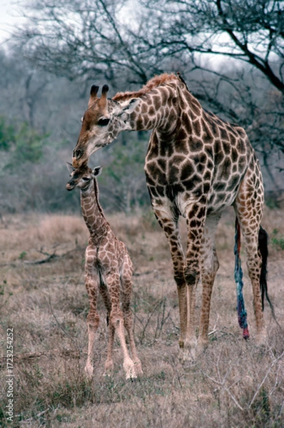 Obraz giraffe and newborn calf