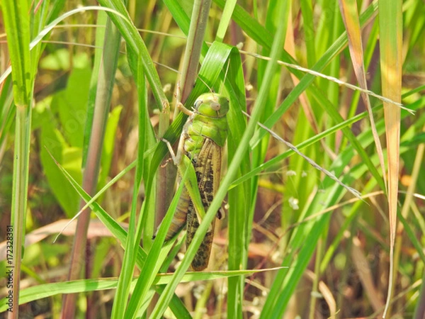 Obraz 殿様バッタ