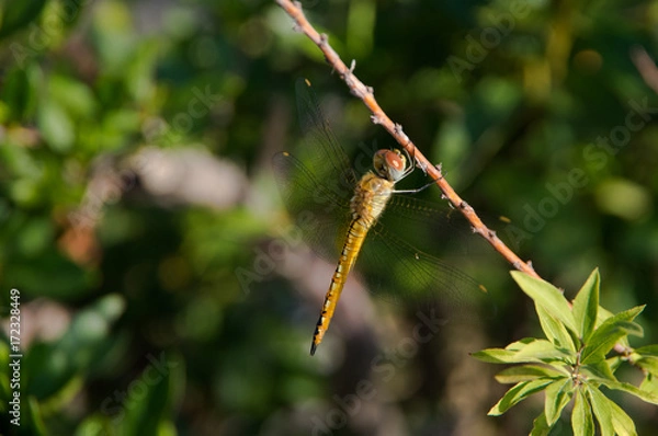 Fototapeta トンボ