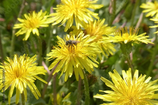 Obraz Exif_JPEG_PICTURE