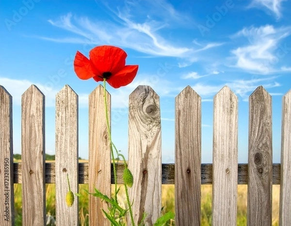 Fototapeta Single red poppy by a weathered wooden fence against a vibrant blue sky