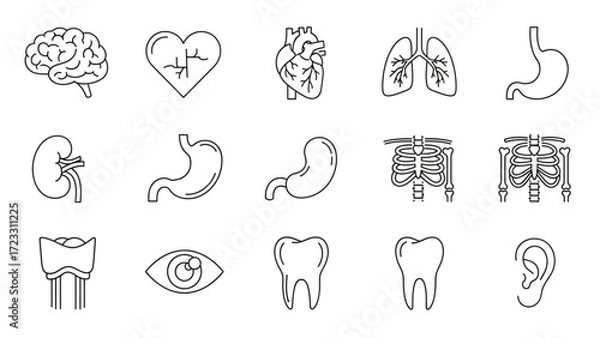 Fototapeta Explore the human body with these essential medical organ and skeletal system line art icons for educational and health content